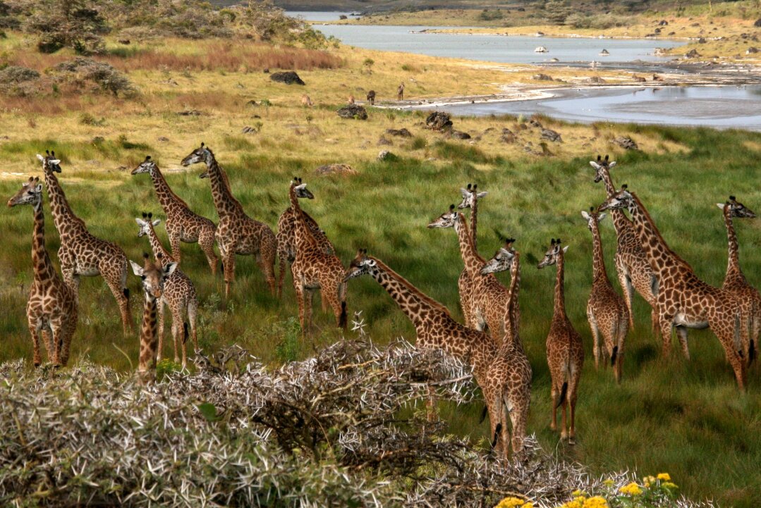 @Impala Holidays