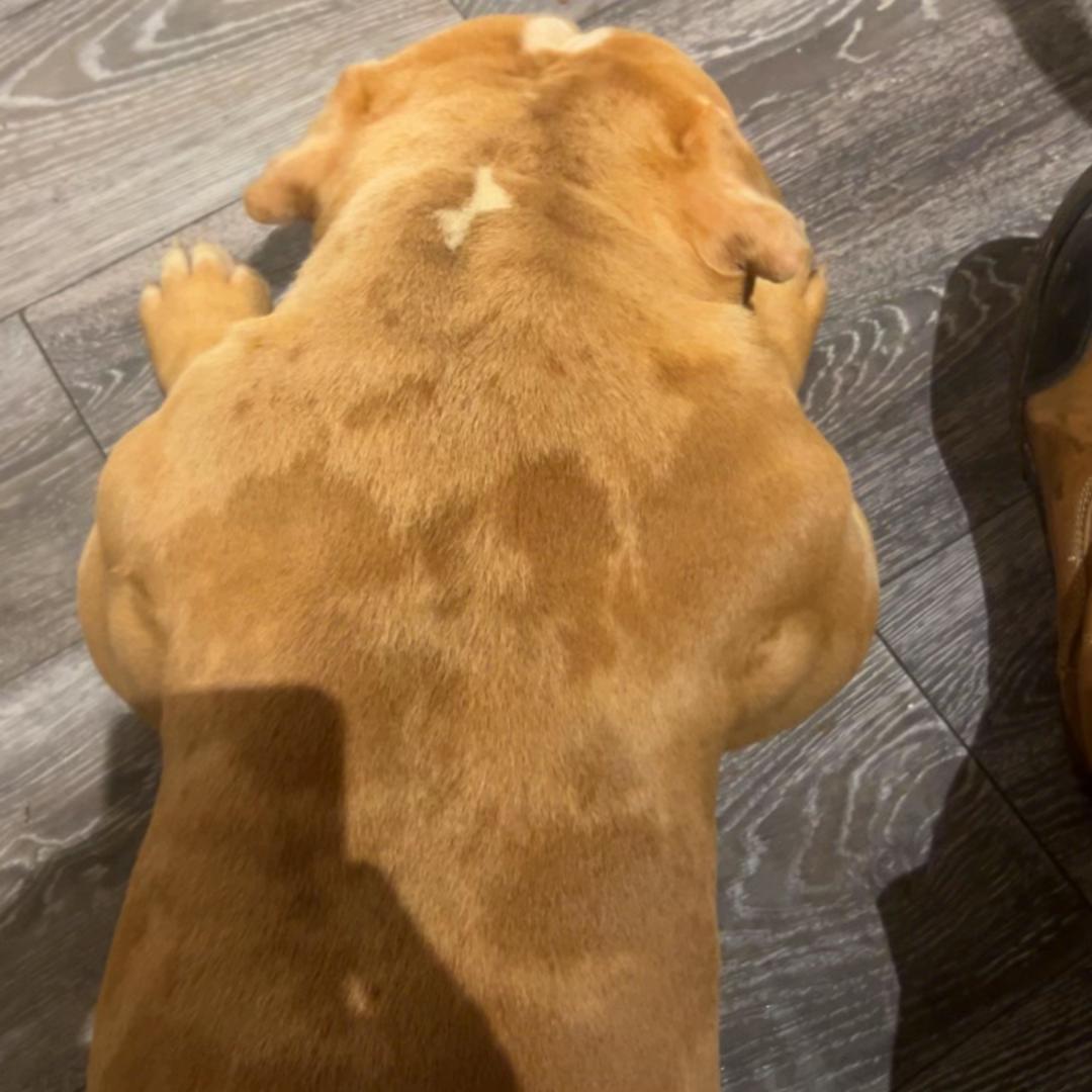 @certidogzuk