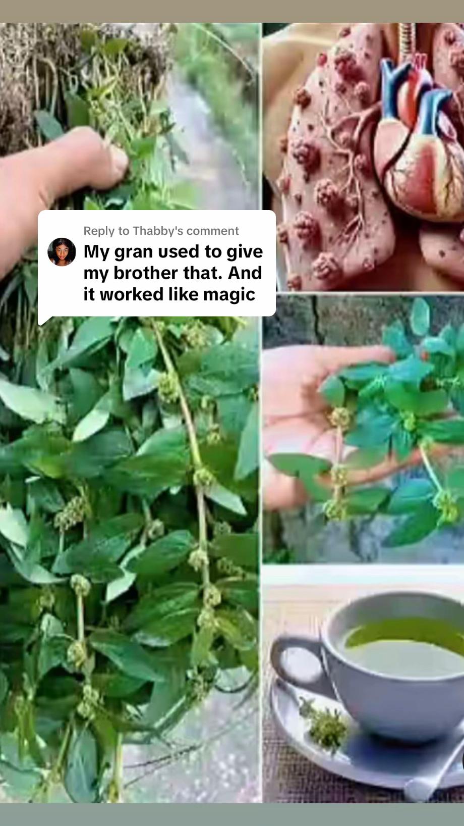 @Asthma-plant_herbalshop