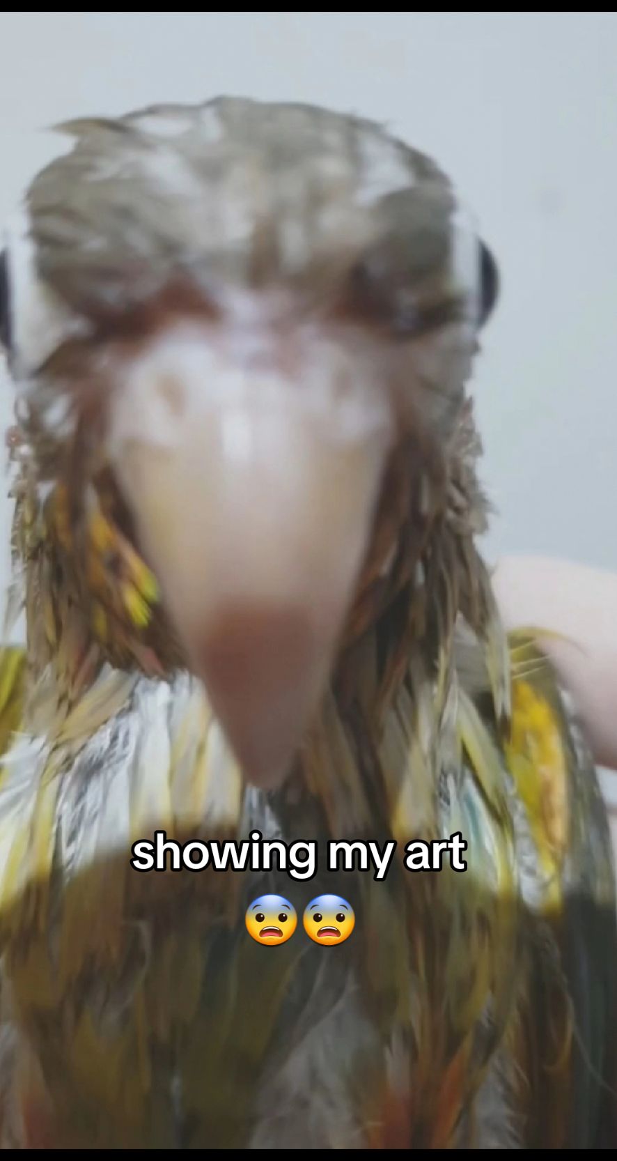 @birbwirb