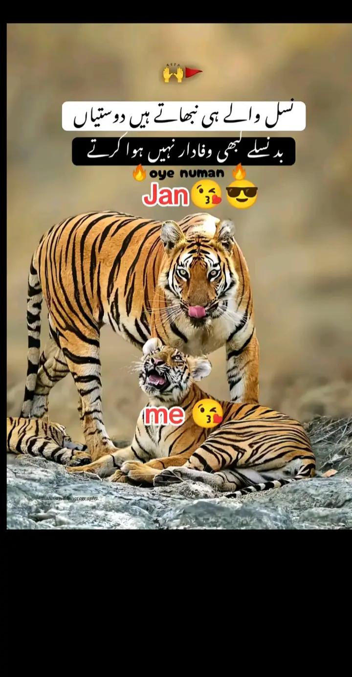@qaisarsaith