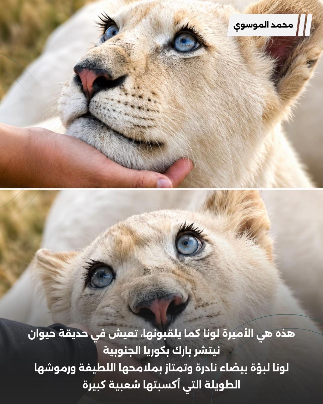 @محمد الموسوي