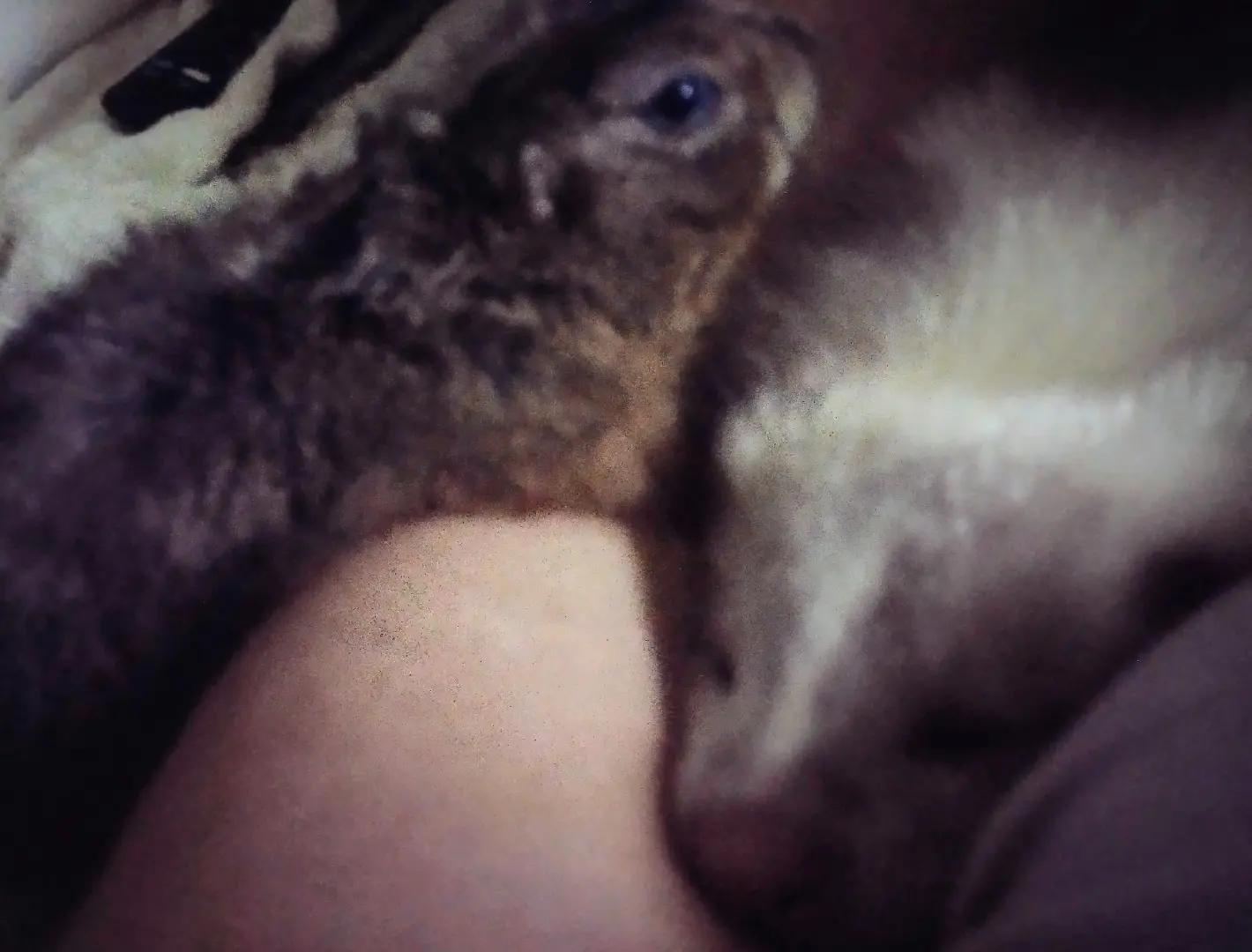 @Pet Skunk Advocates and Rescue