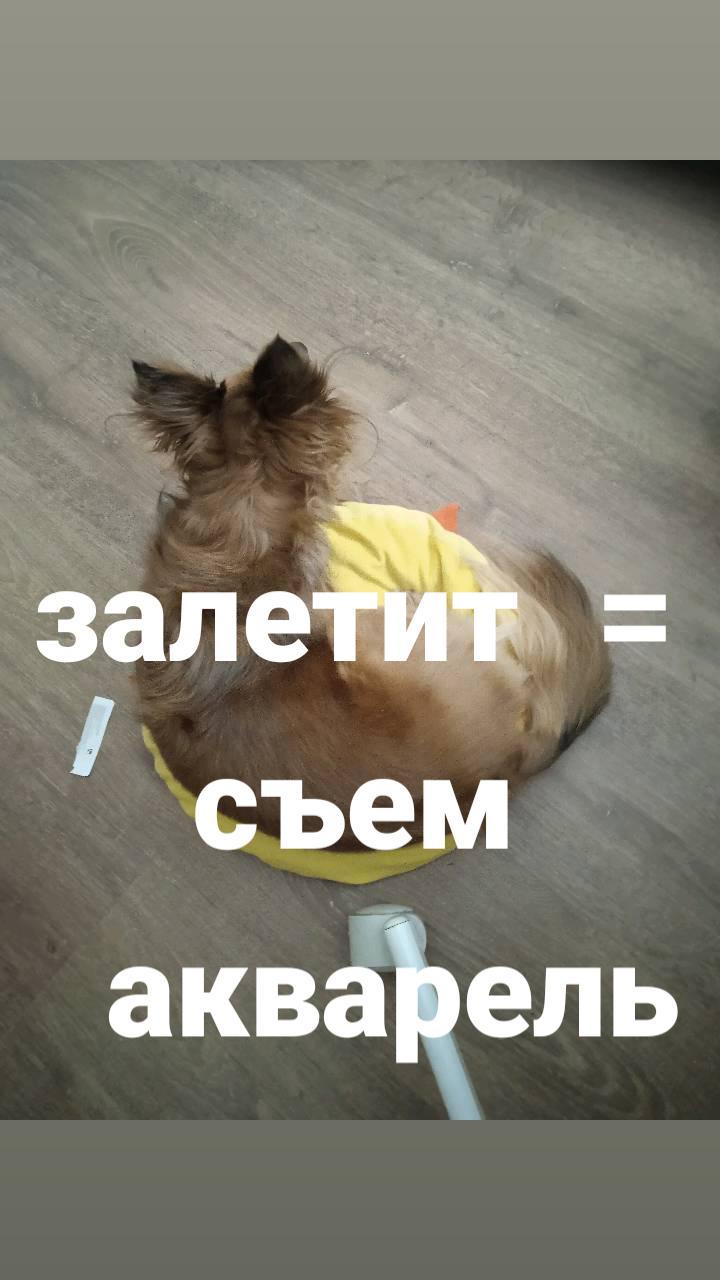 @🐉soni_dragon🐲