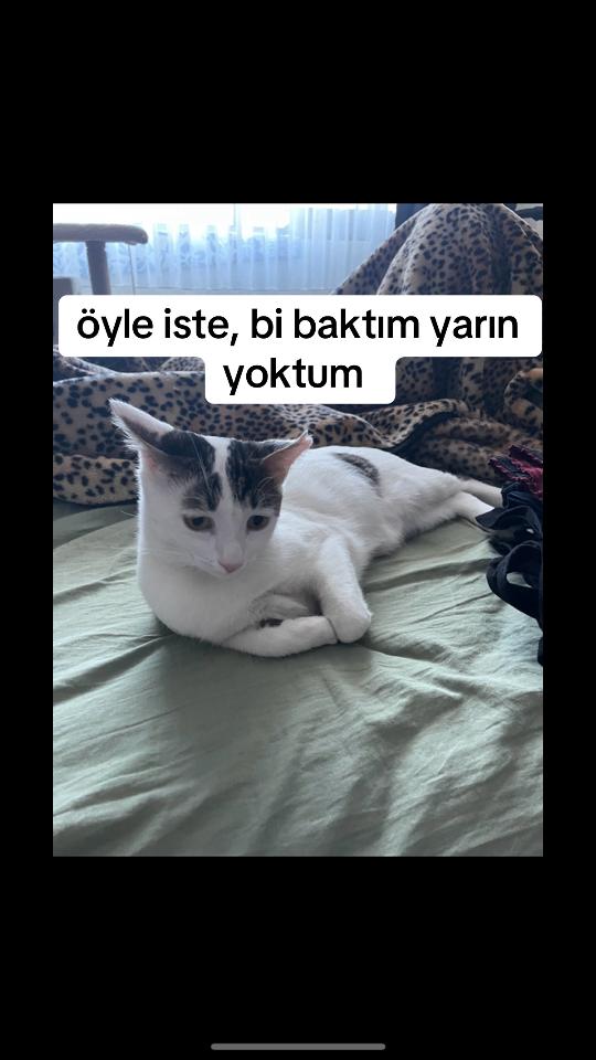 @mısır mercimek halil ve ben 🐈