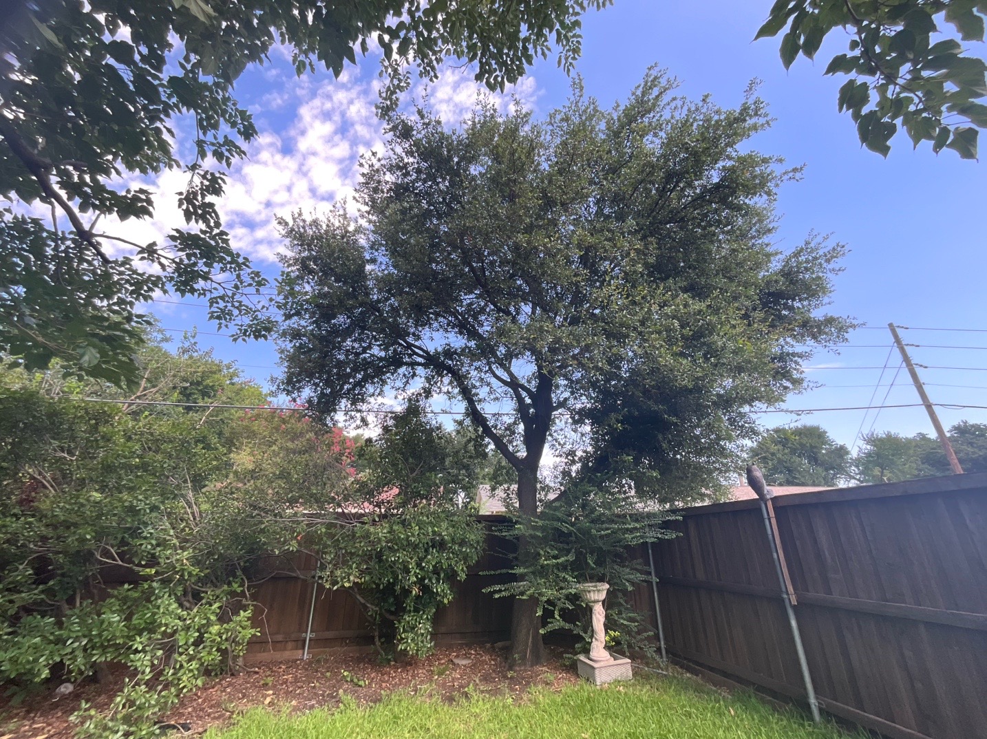 @Live Oak Tree Service