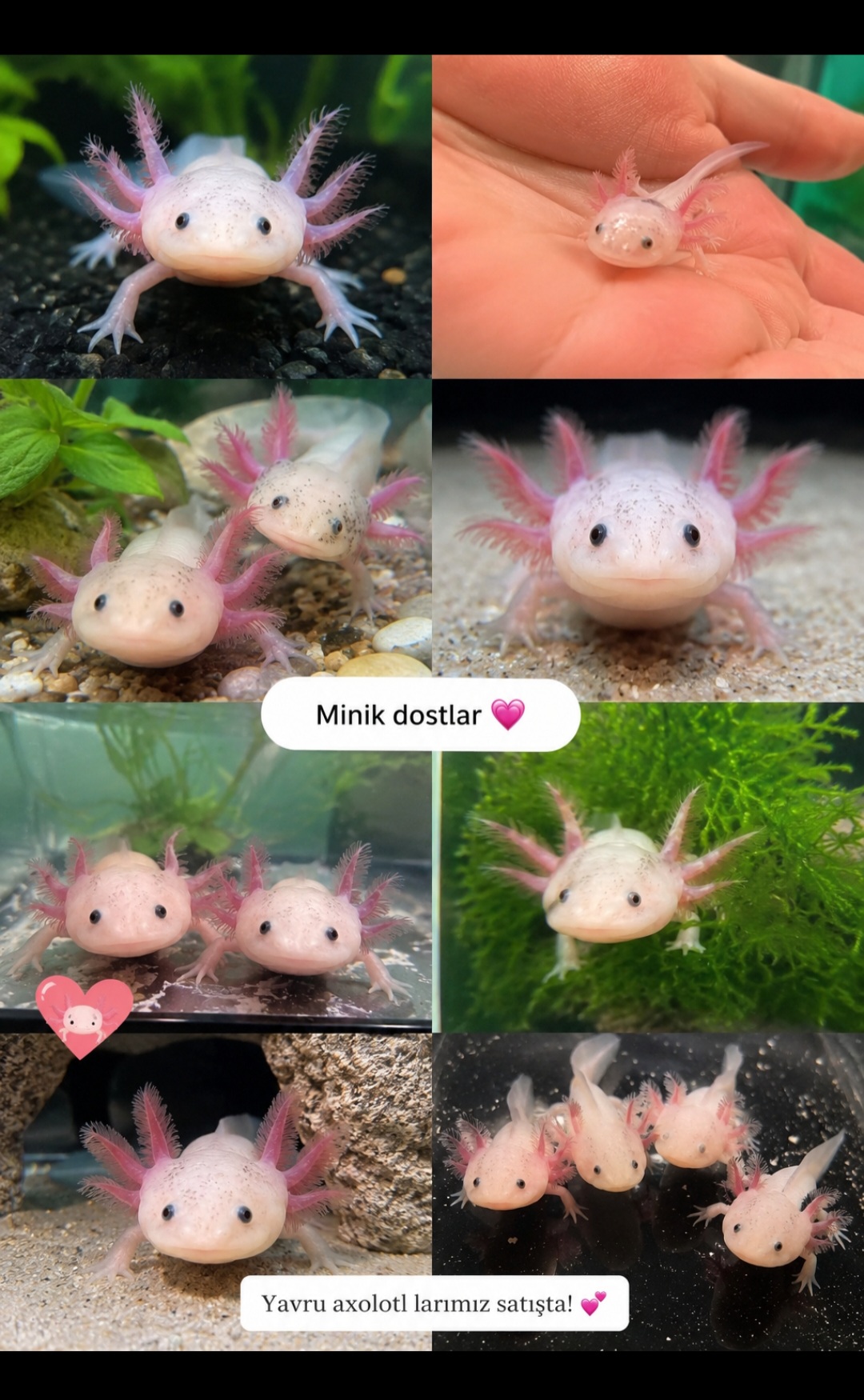 @axolotl üretim