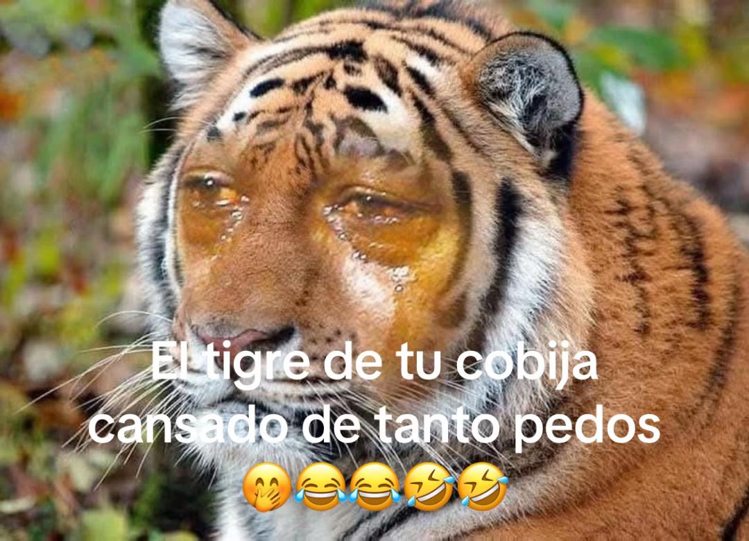 @Caroline Chacon Sond