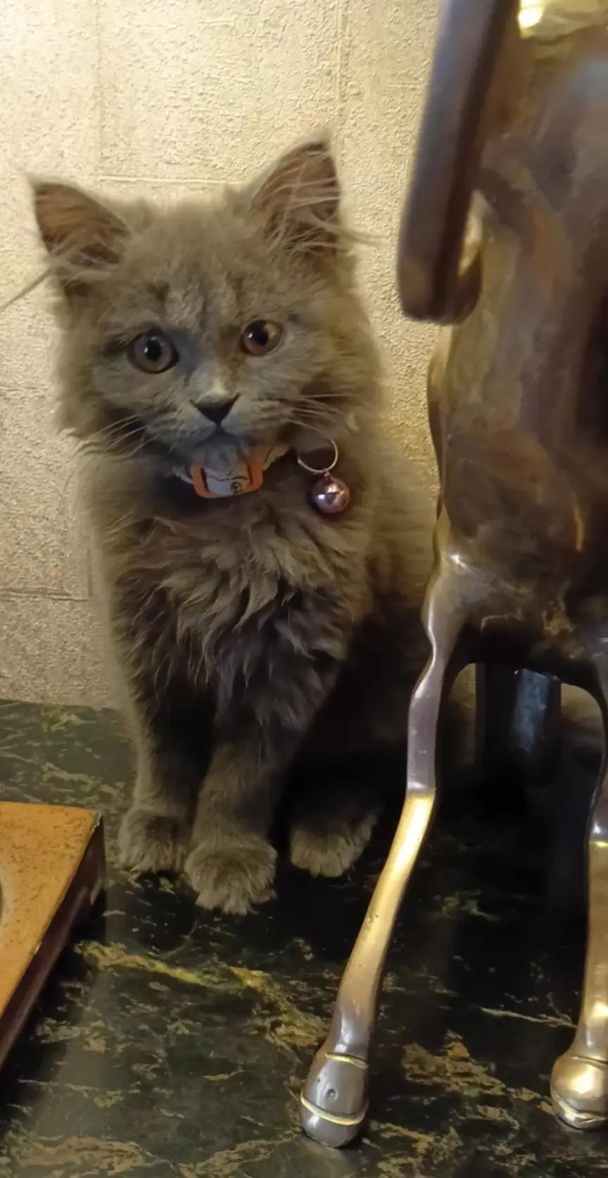 @Cat lover