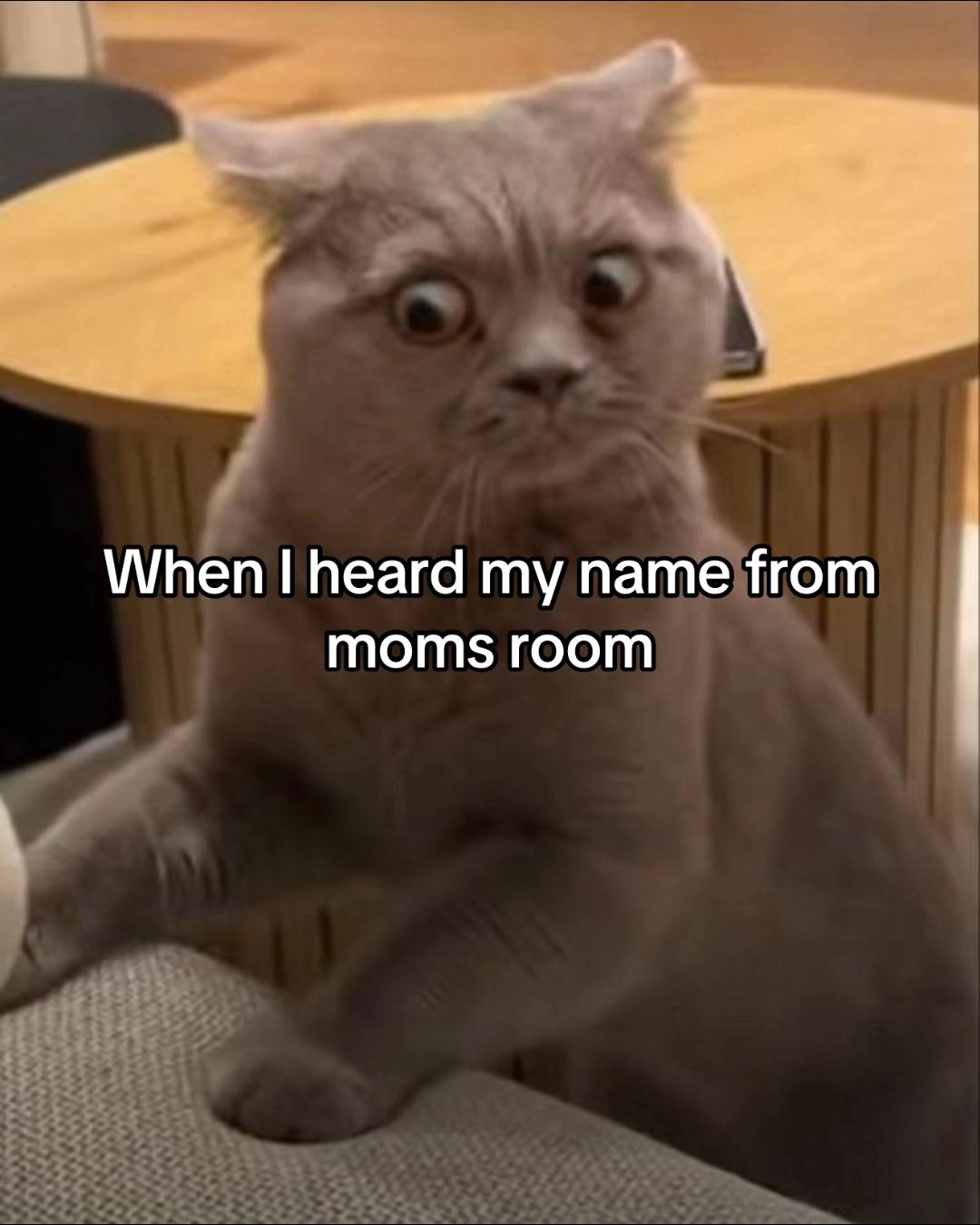 @Meow kitty