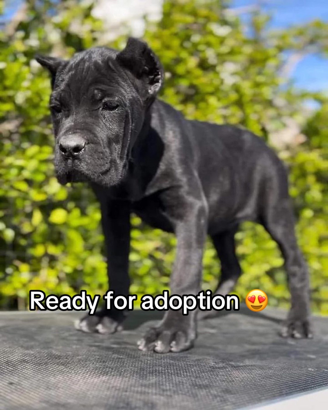 @CaneCorso