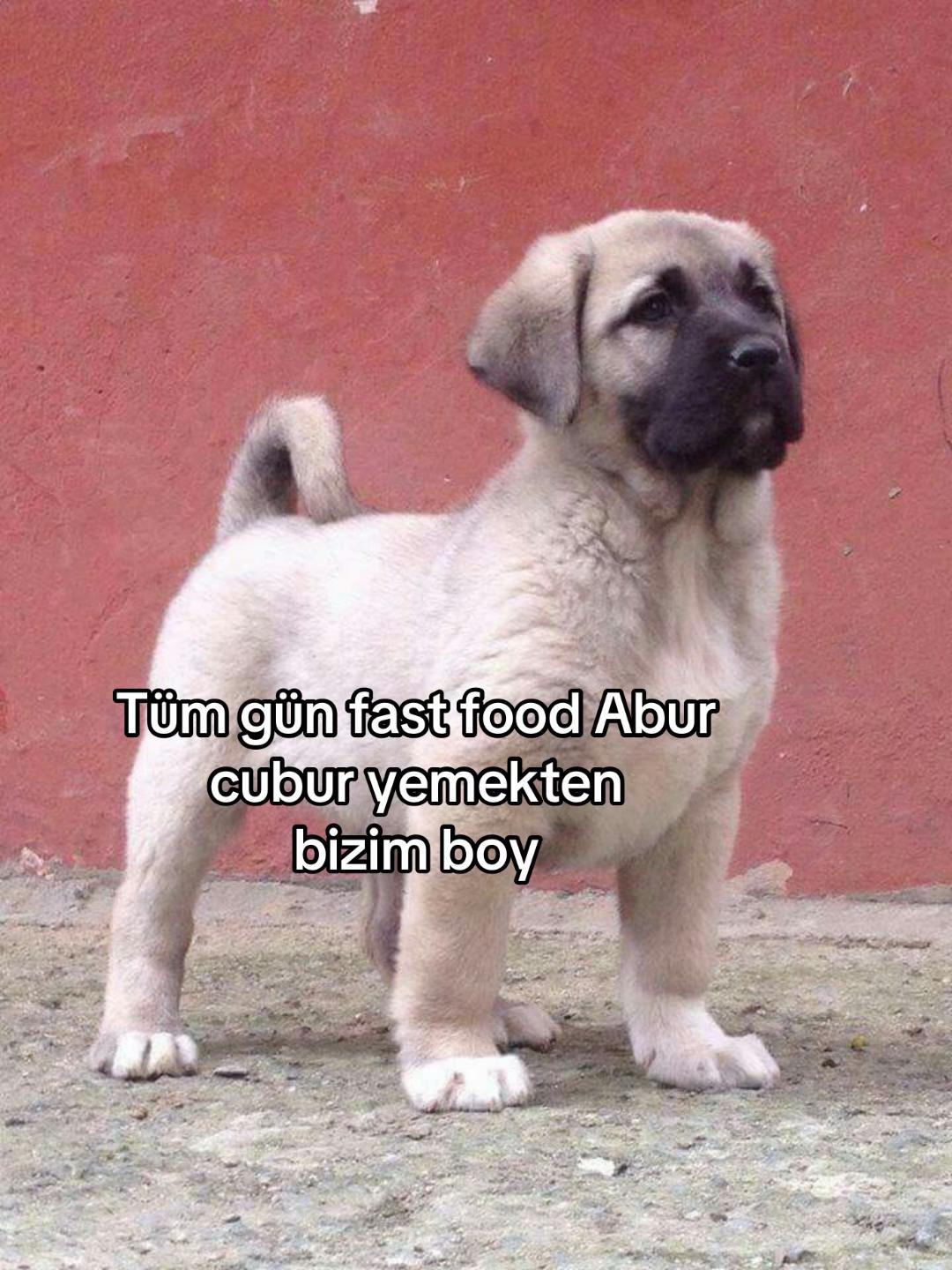 @Bizdir