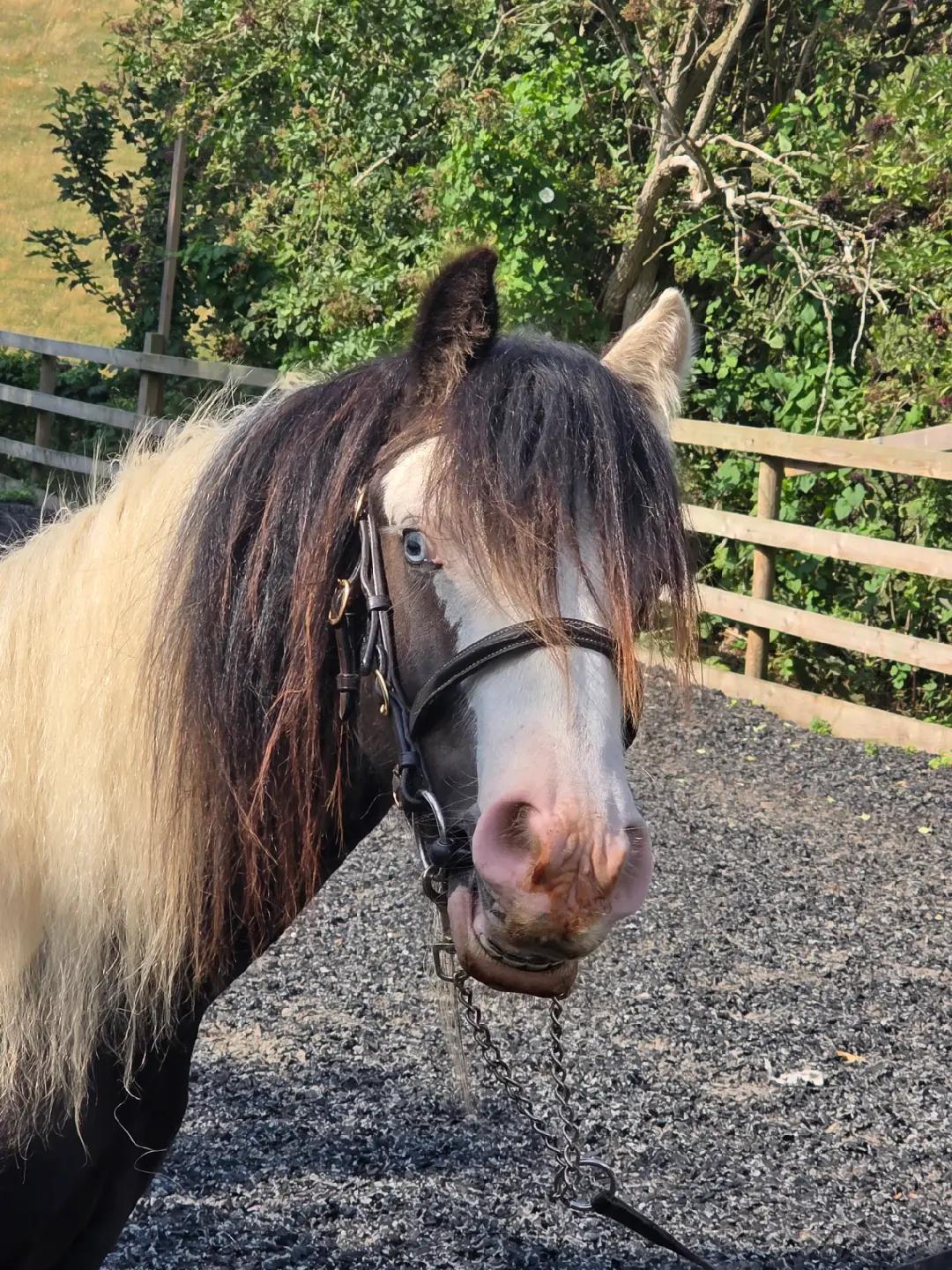 @Miniature horses