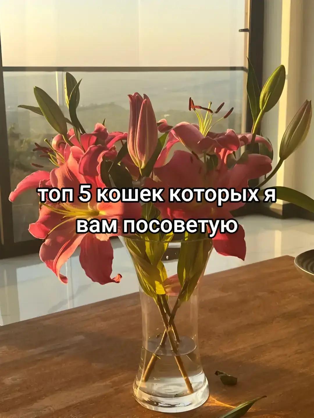 @Cameroonets