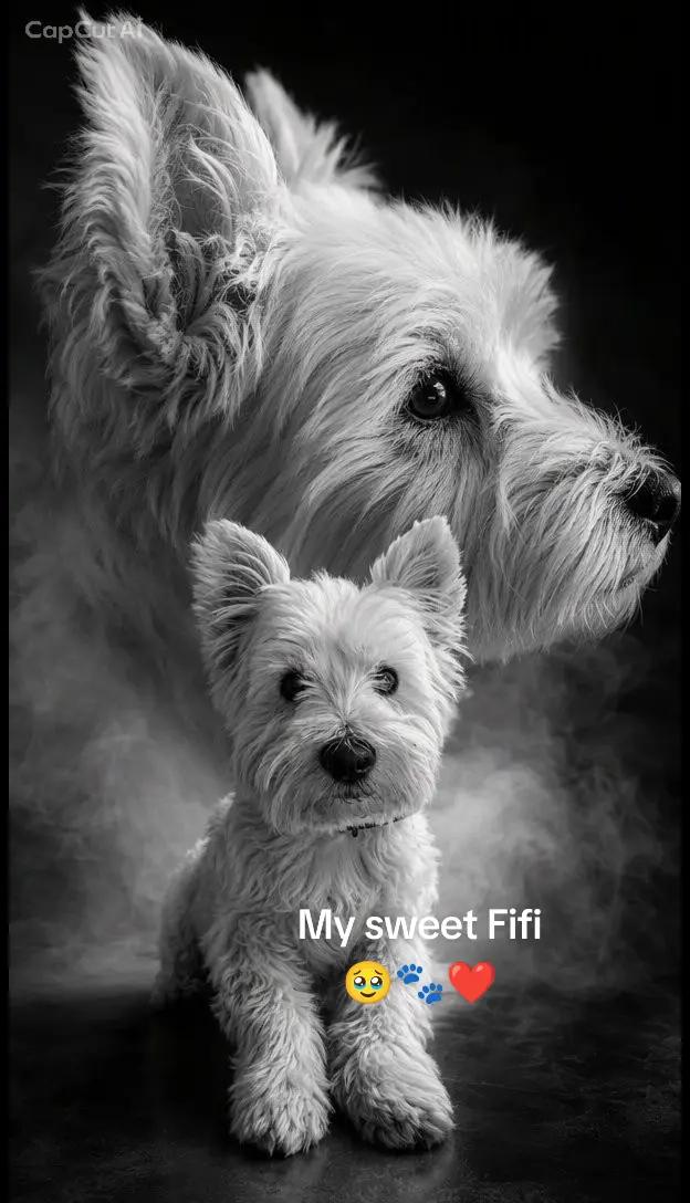 @Sugardoggy & Friends 2