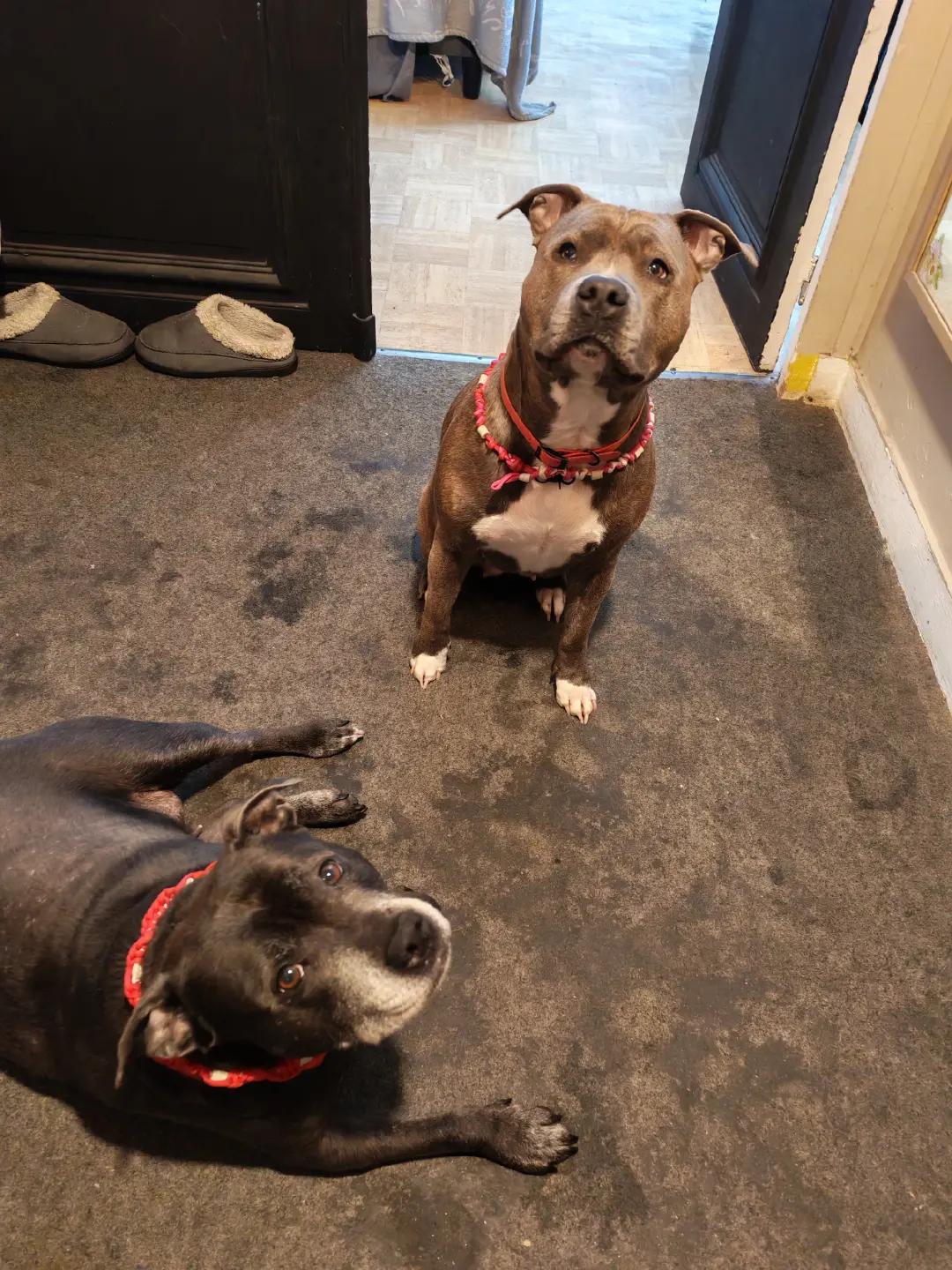 @Saphirlastaffy
