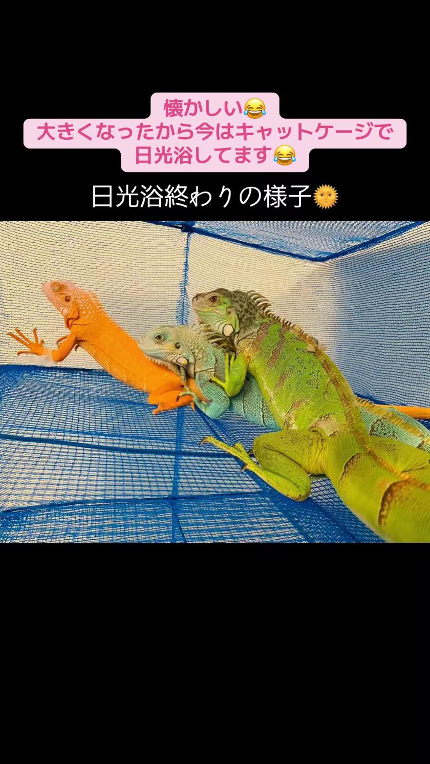 @ãªãªðïžã€ã°ã