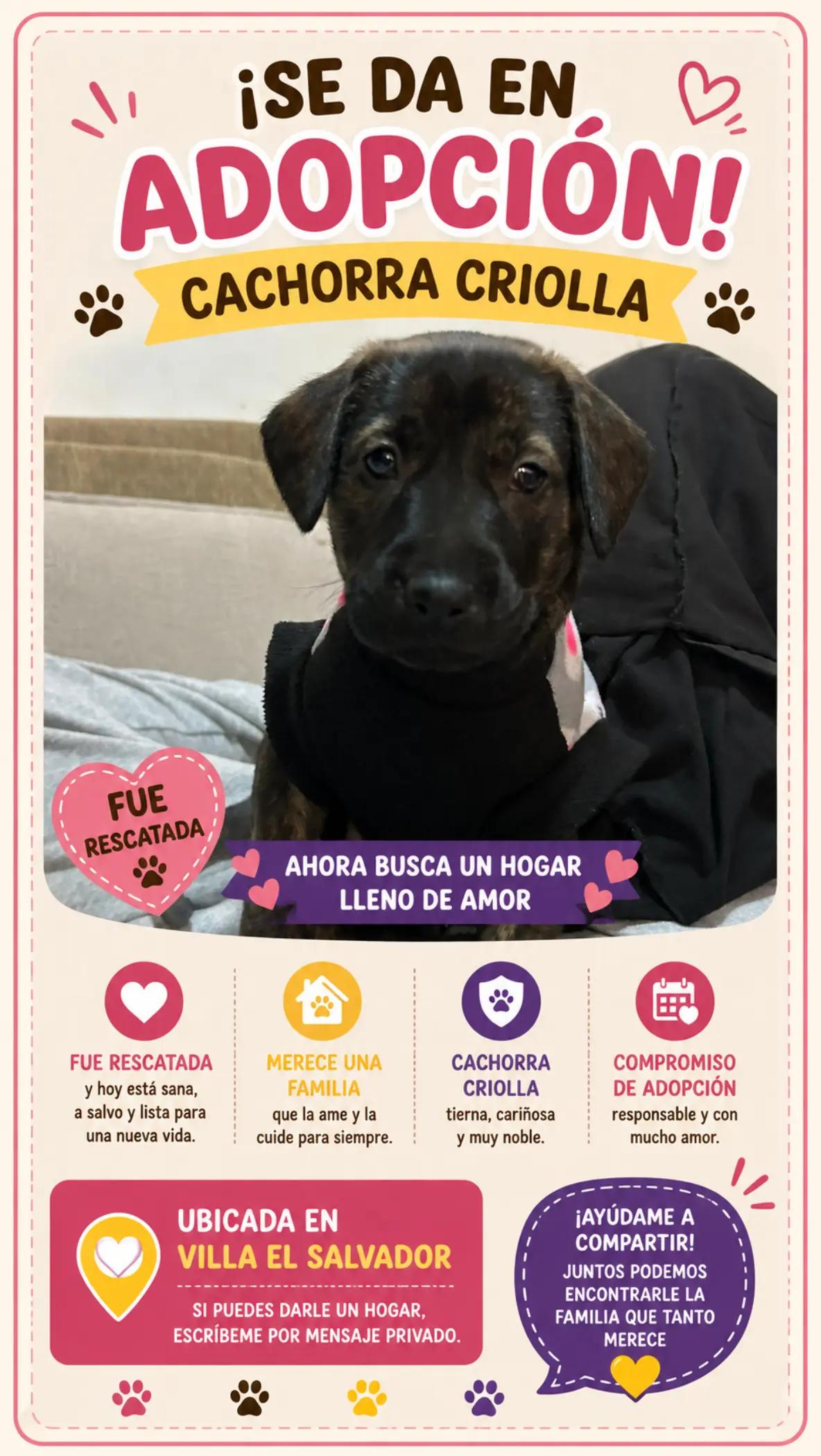 @Perritos Voladores