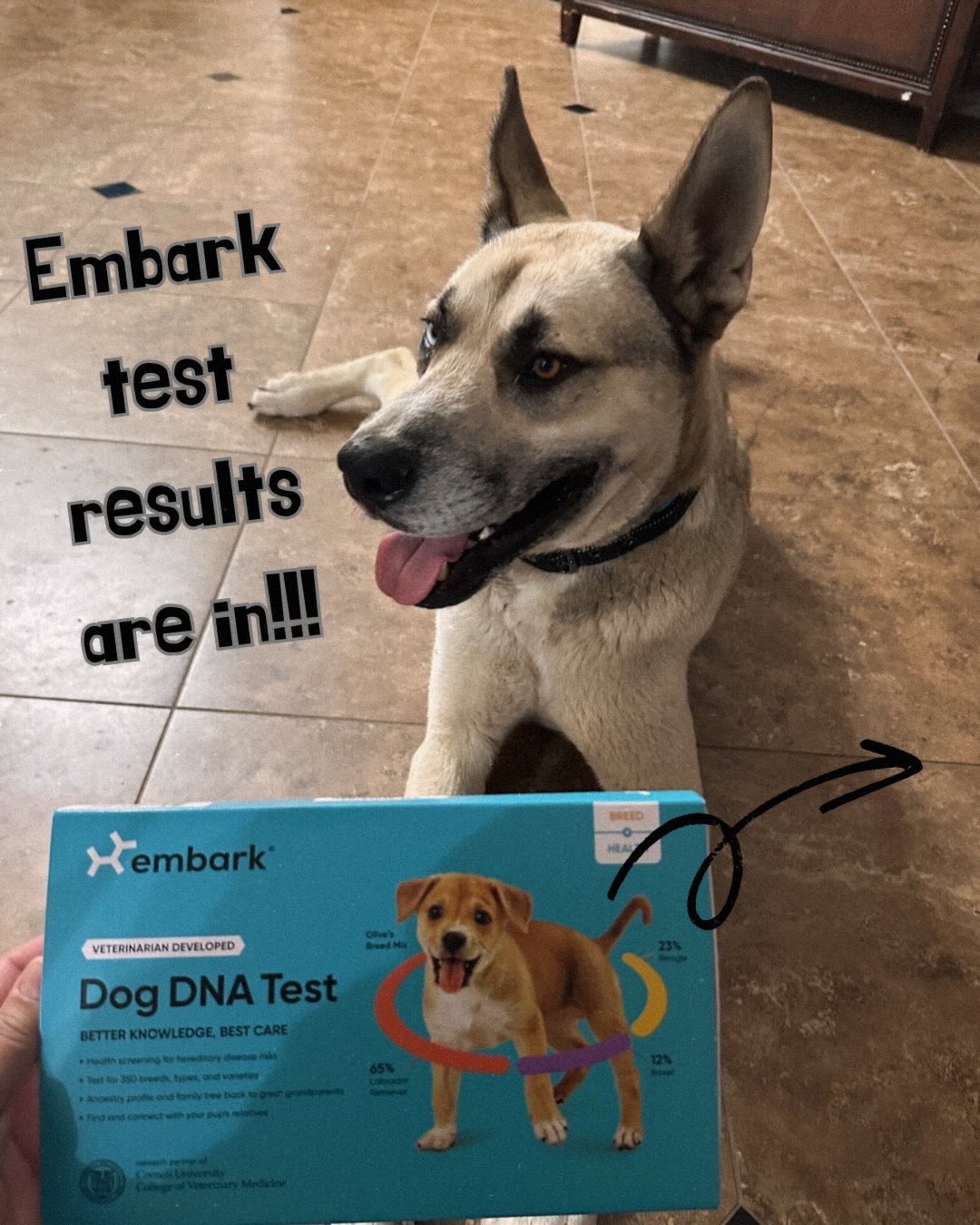 @Embark Vet