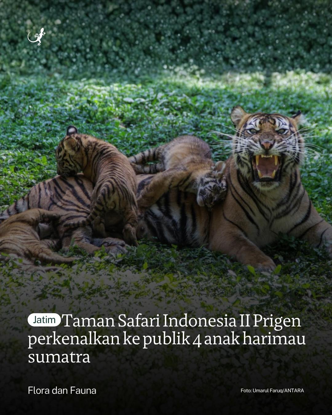 @mongabayindonesia