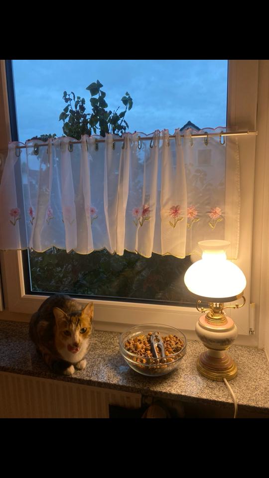 @mysterymiau