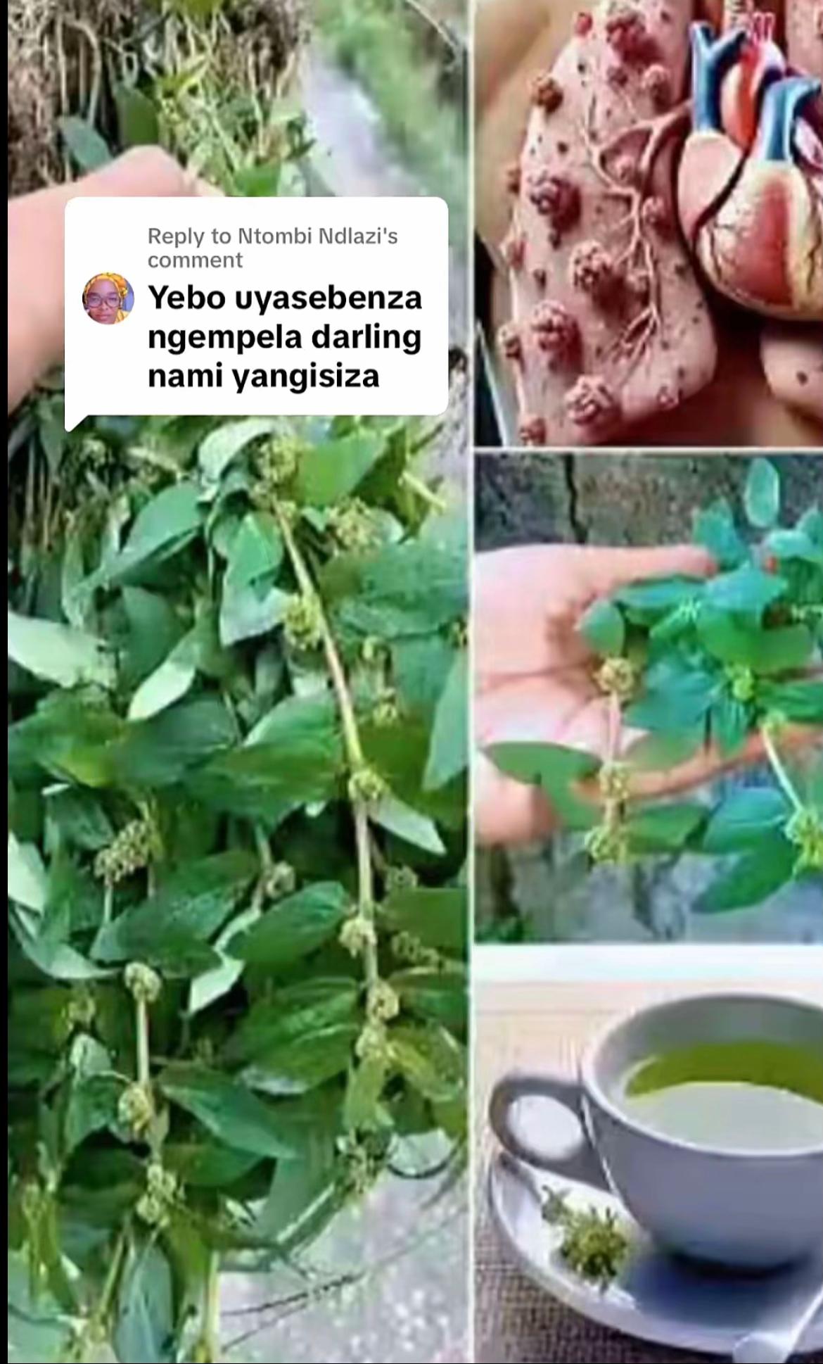 @Asthma-plant_herbalshop