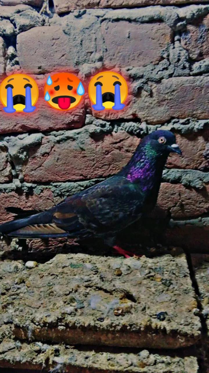 @کبوتر 🕊🕊باز🕊🕊