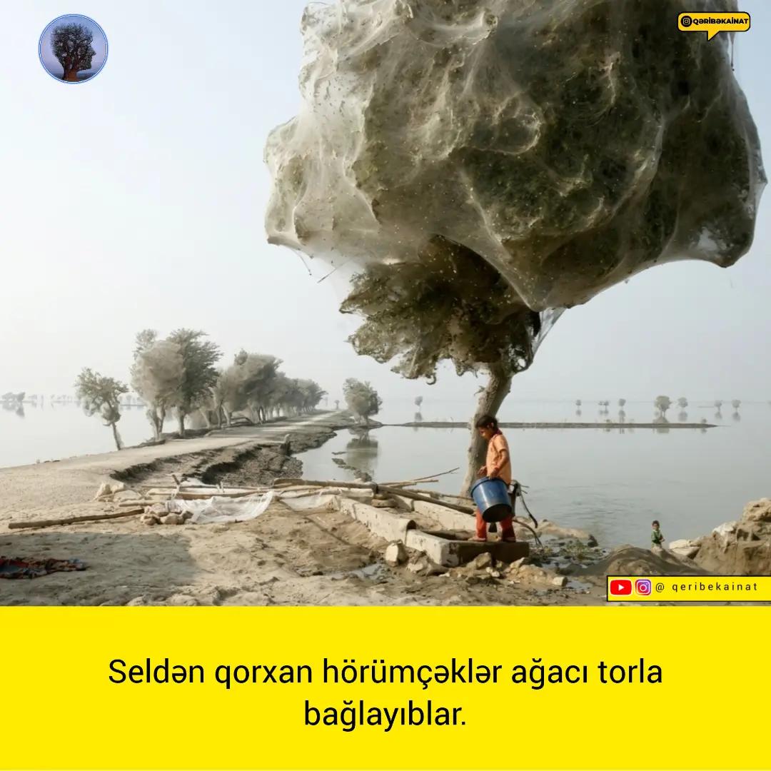 @qeribekainat