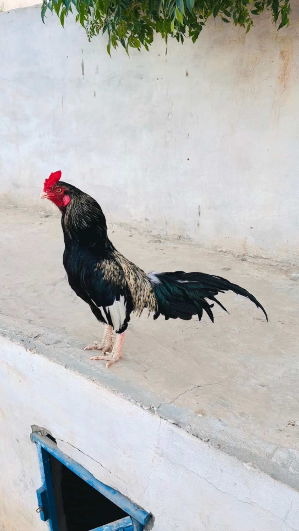 @Poultry Markaz