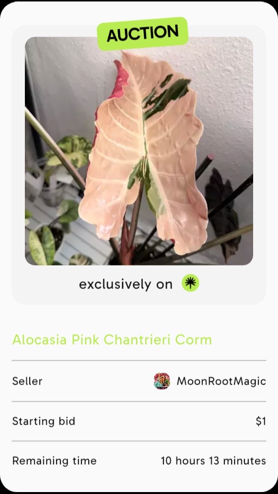 @Moon Root Magic Plant House