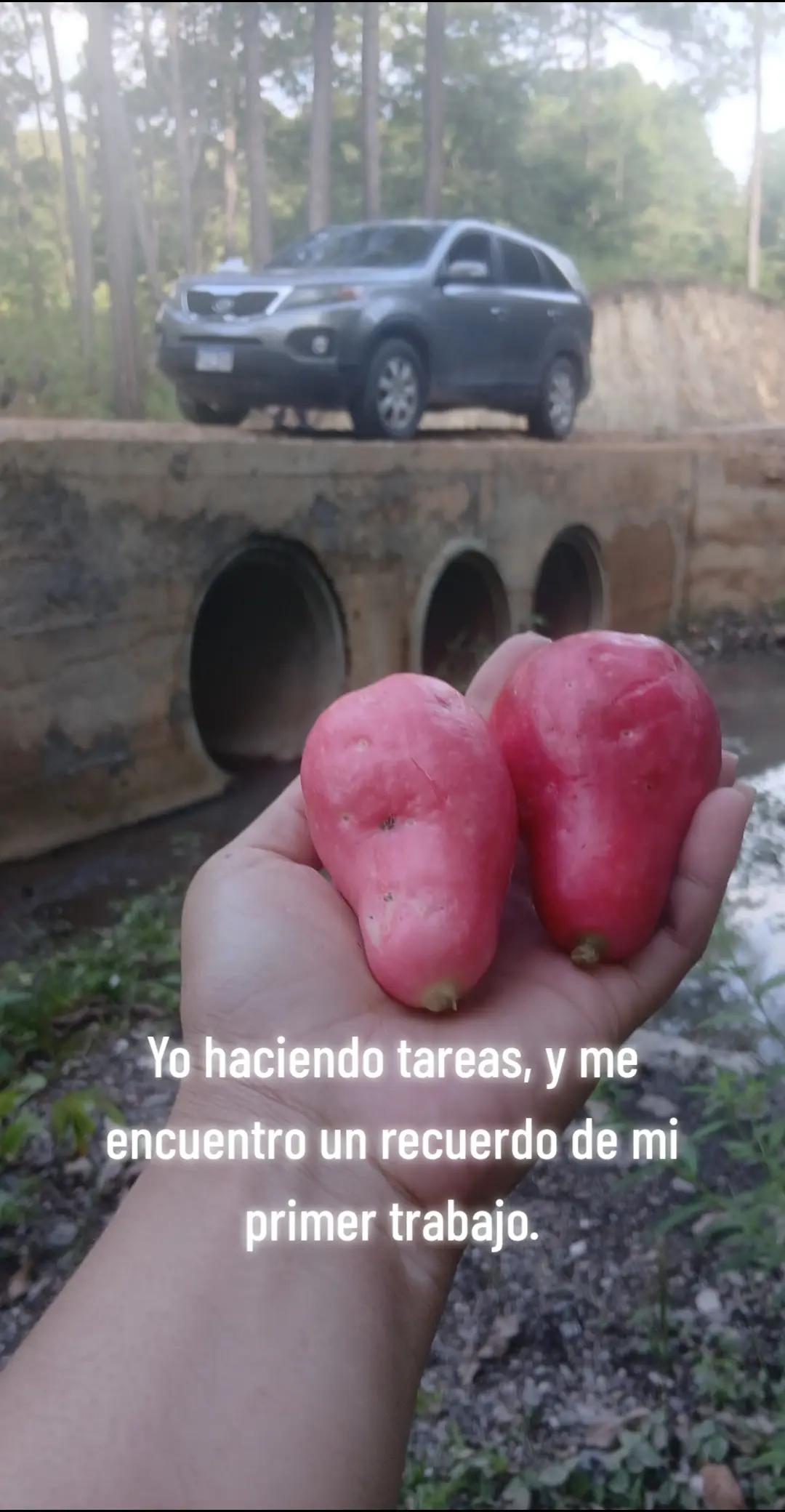 @olmedaMayorquin