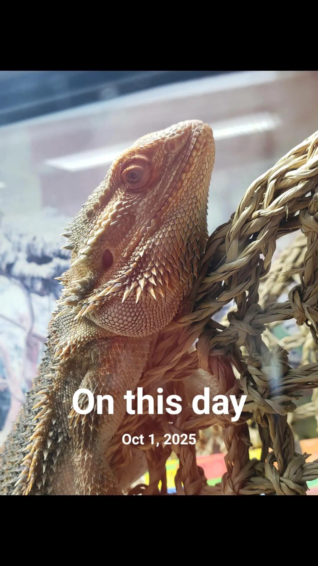 @Giganotosaurus