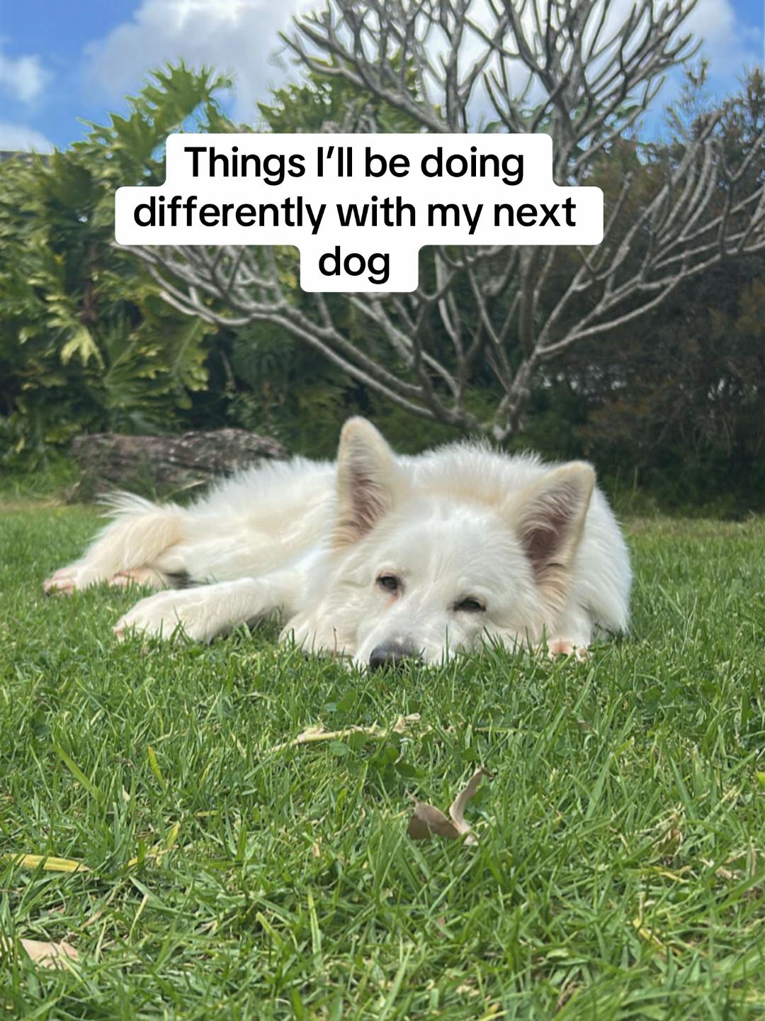 @Barksnbites