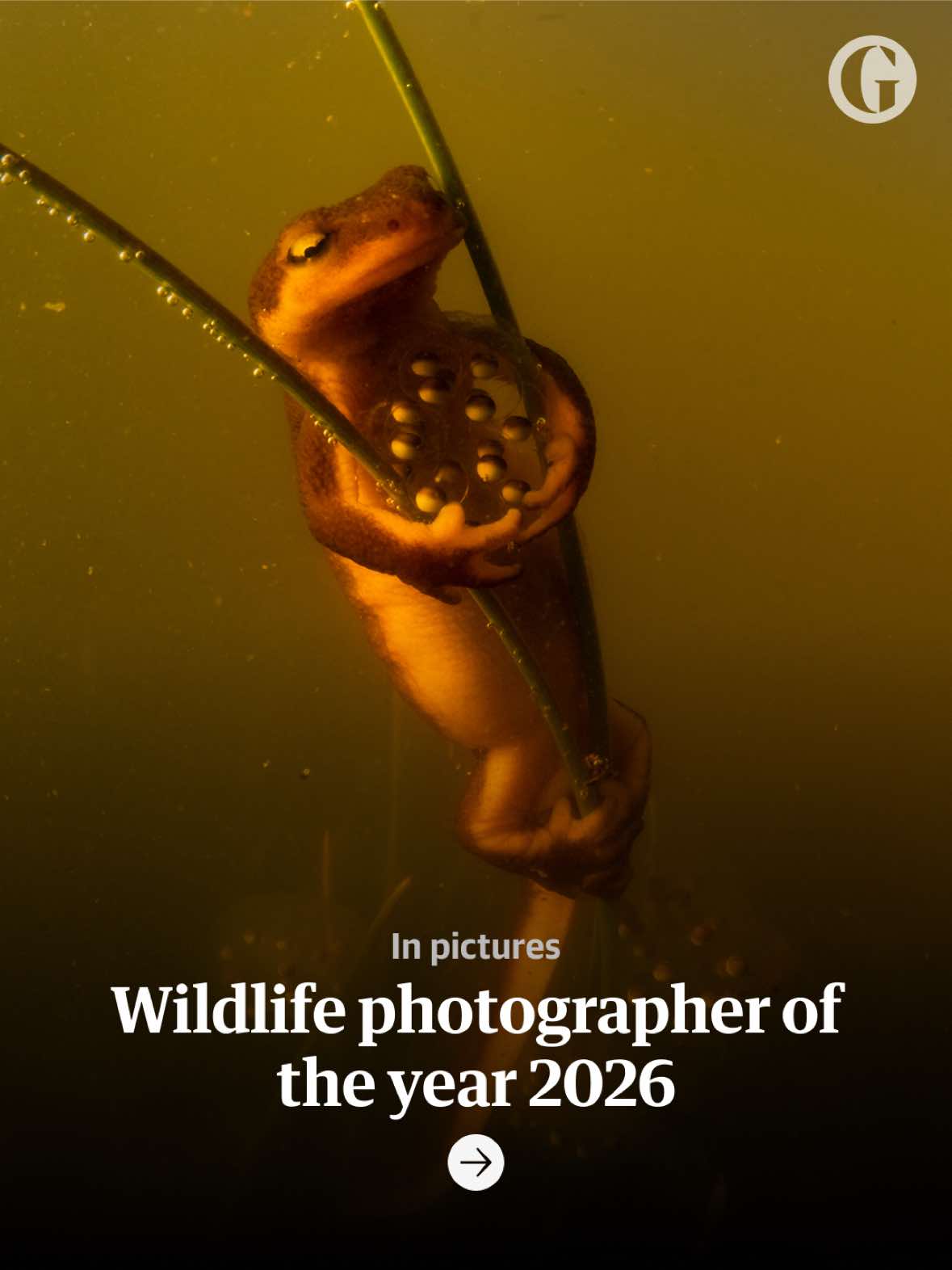 @The Guardian