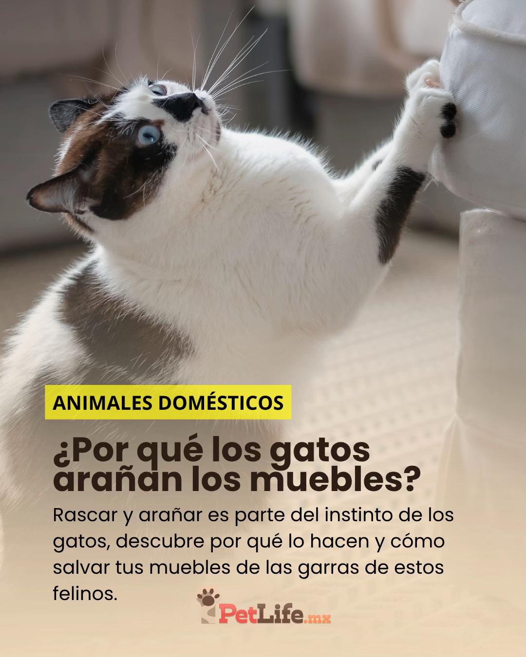 @Petlife