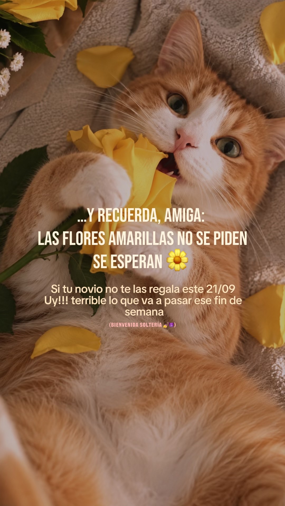 @M.A.S 🐶😼😸 | Gracce