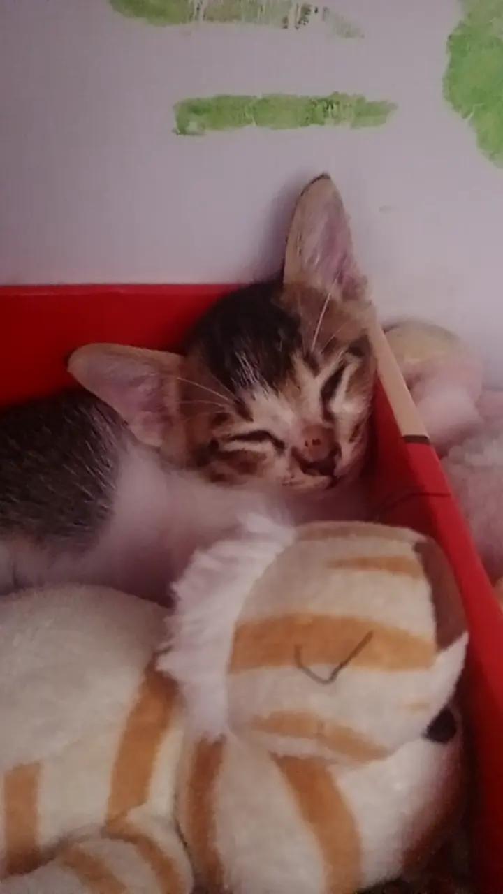 @🍪Miki🐱