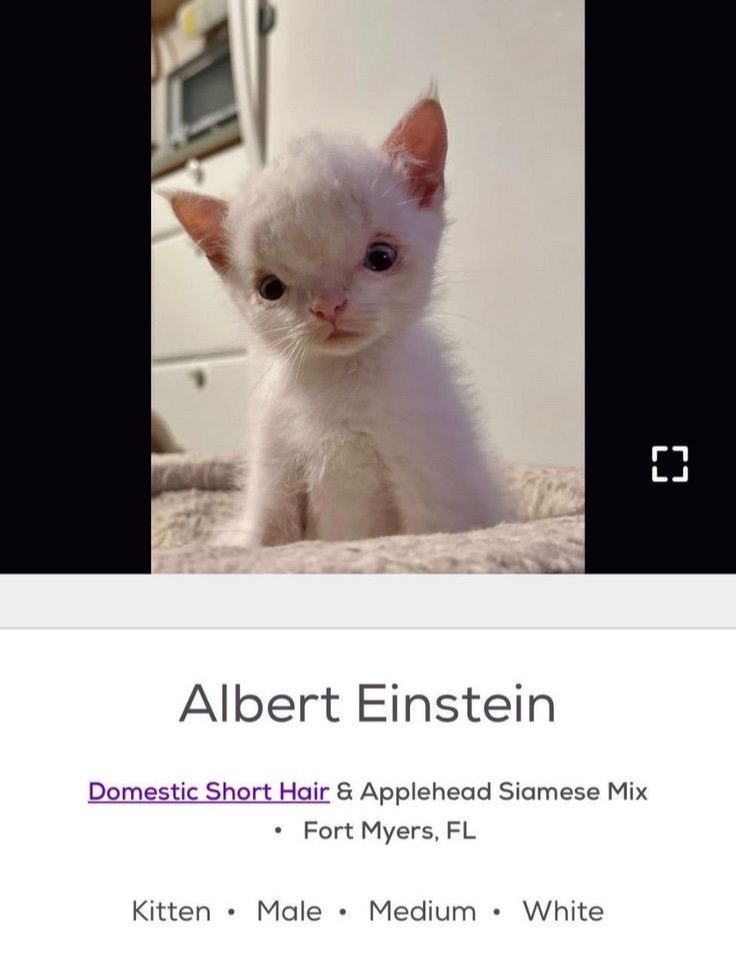@cat memes