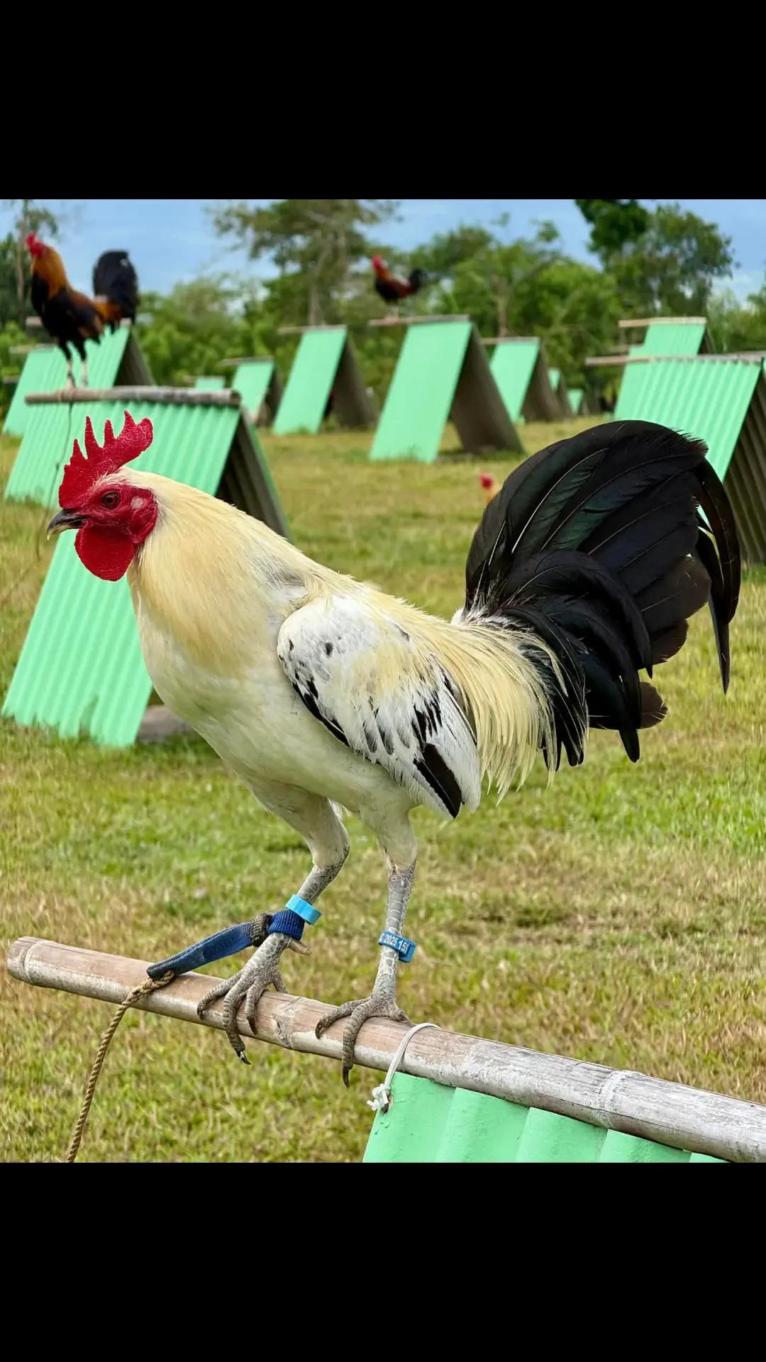 @Zoren ka manok tv