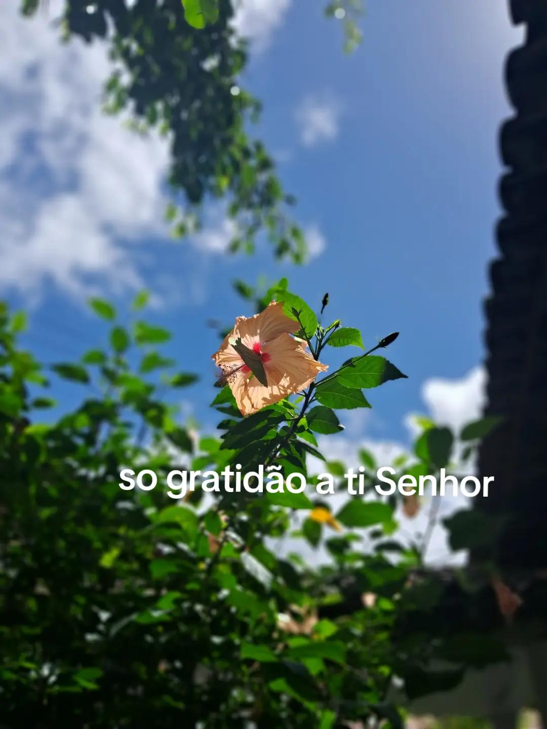 @Andreza Silva