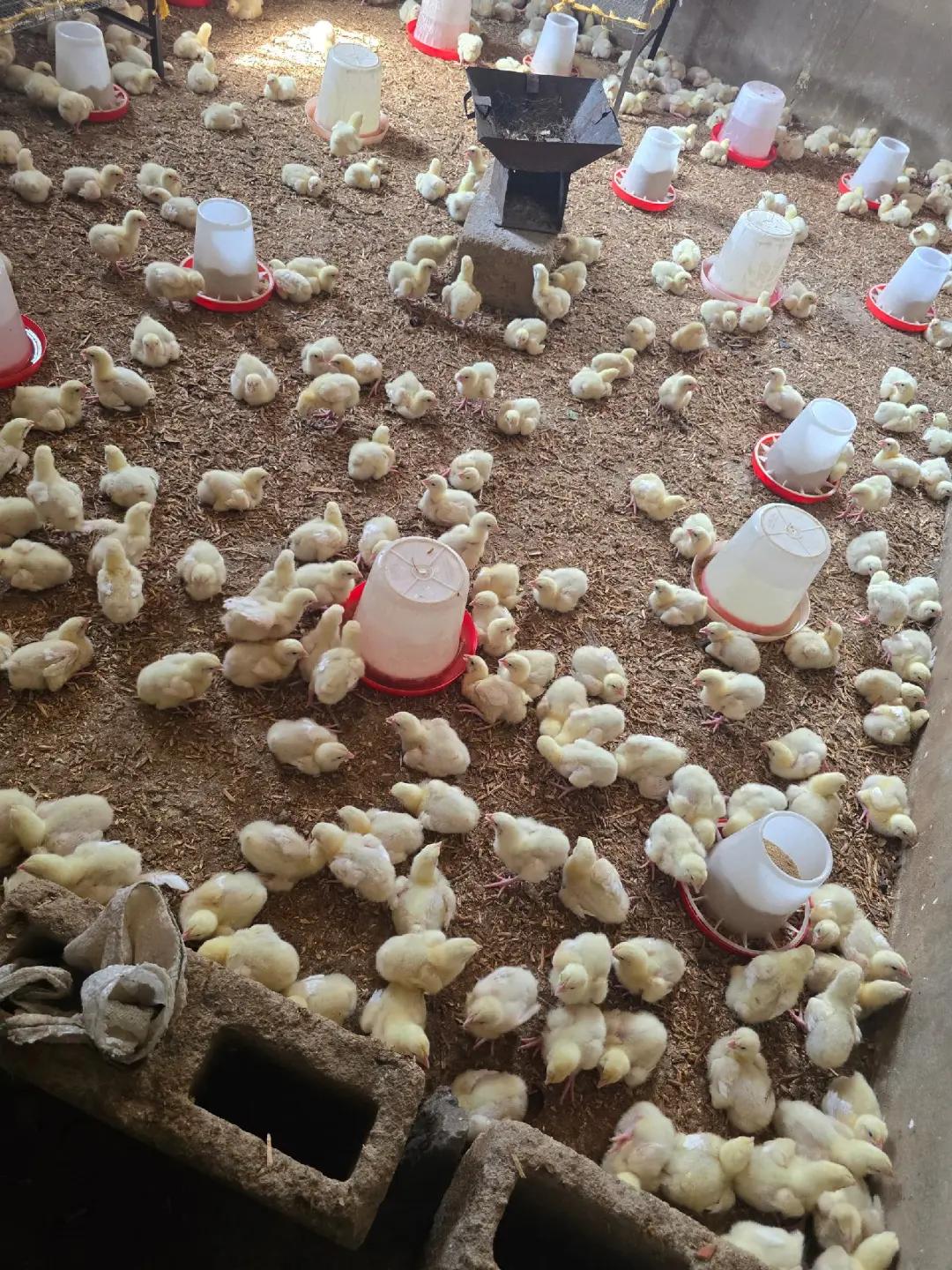 @AgroFount