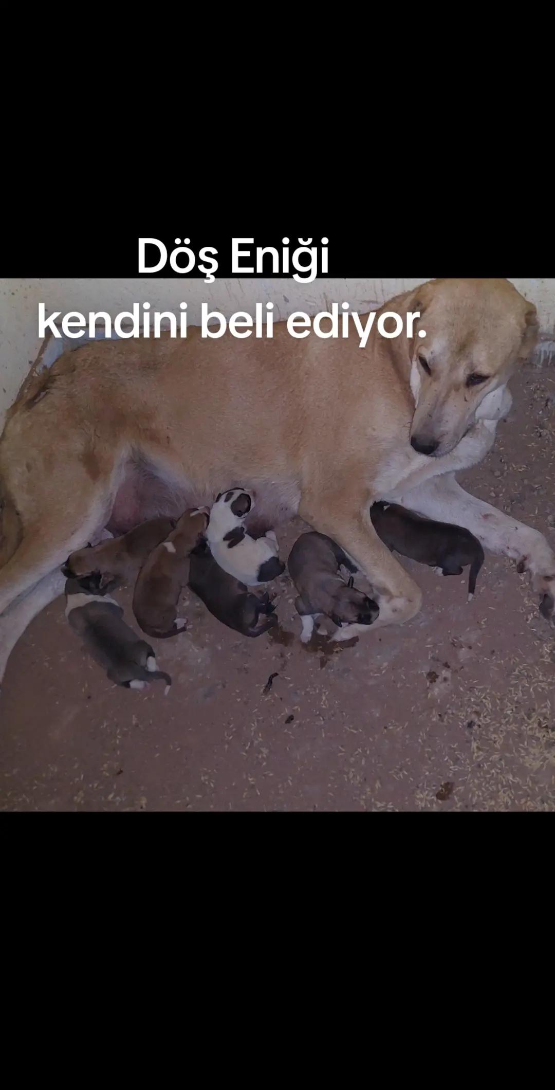 @Erkan &ccedil;iftci