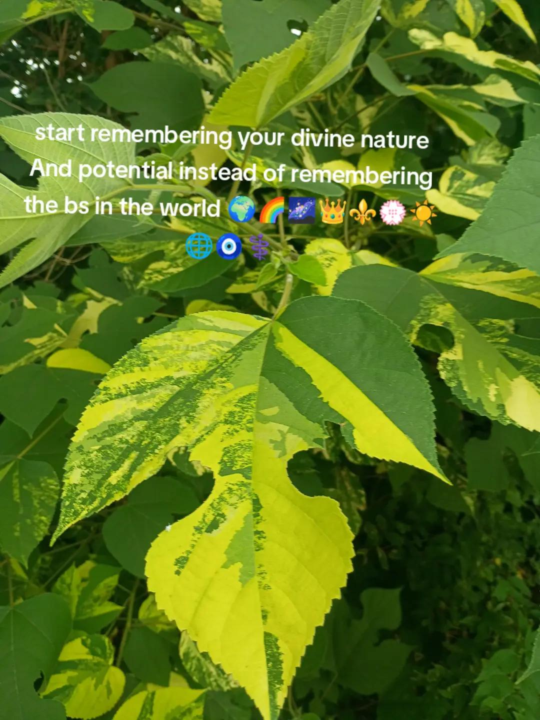 @Osirius 🌐👁️🌺