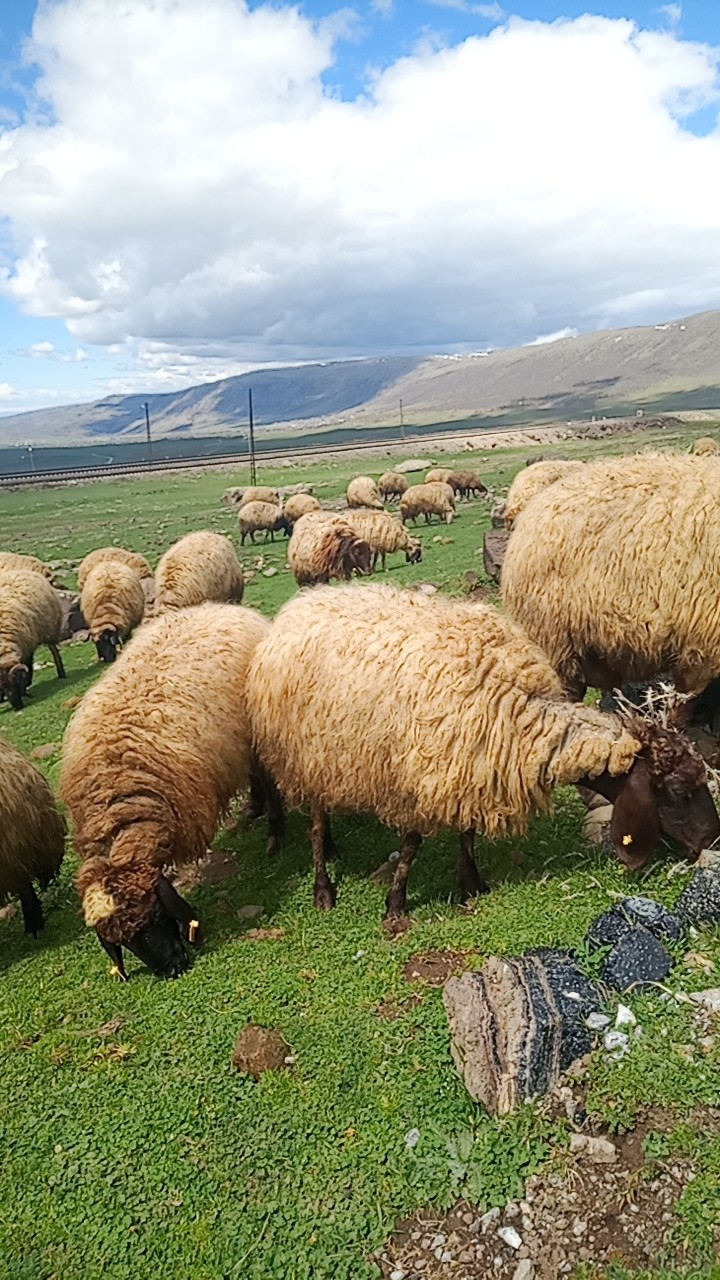 @Kasım