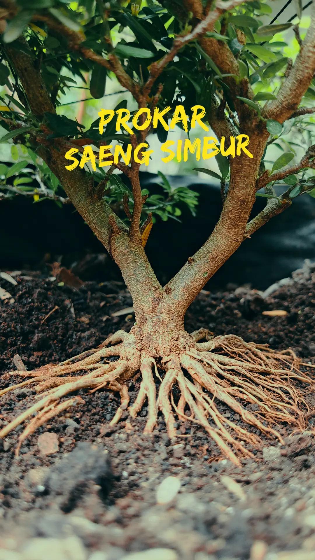 @RA'BONSAI