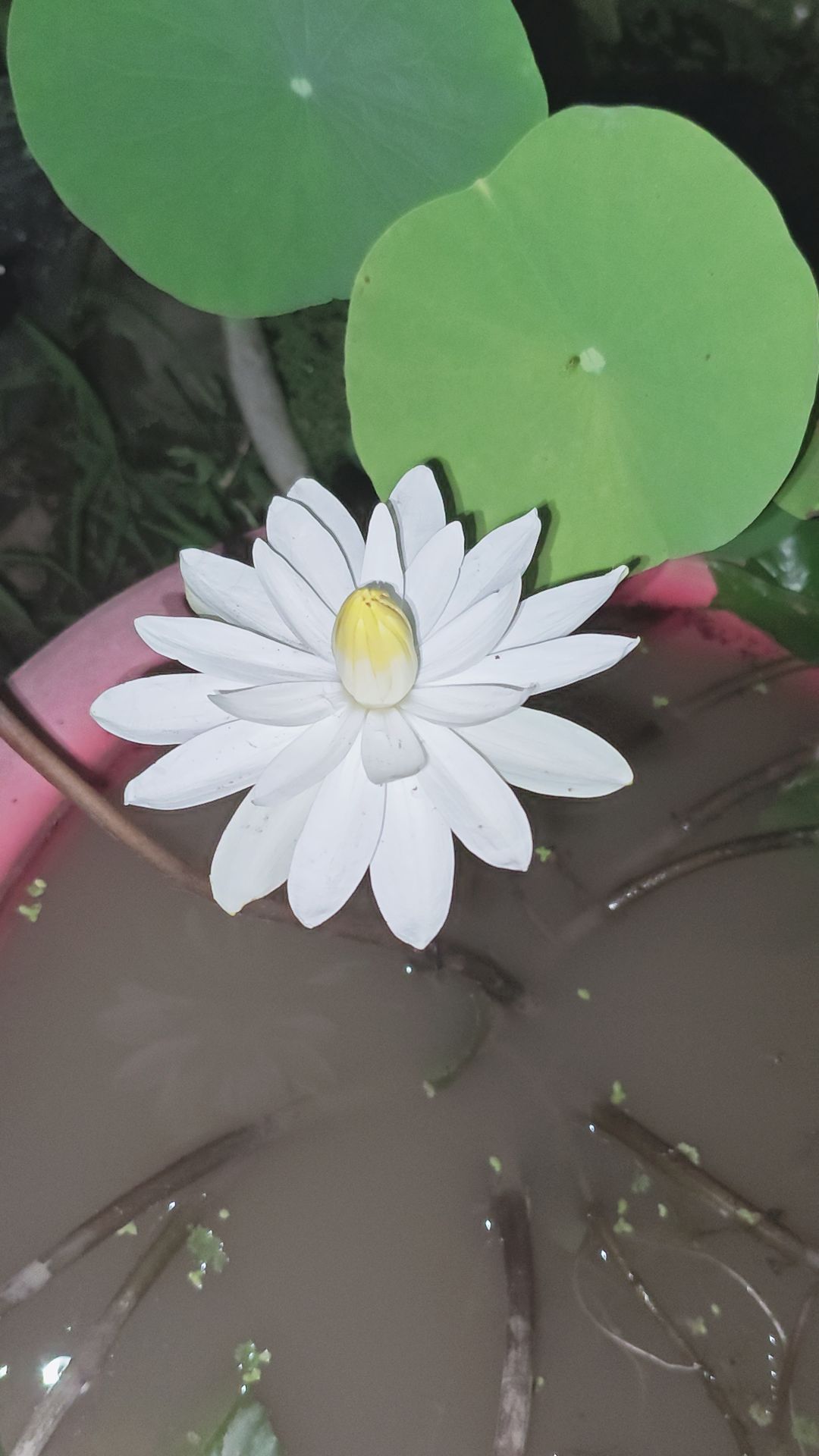 @mê quạt điện
