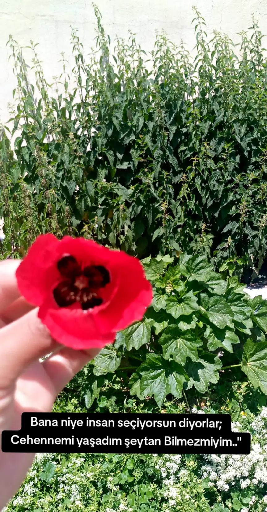 @"🦋