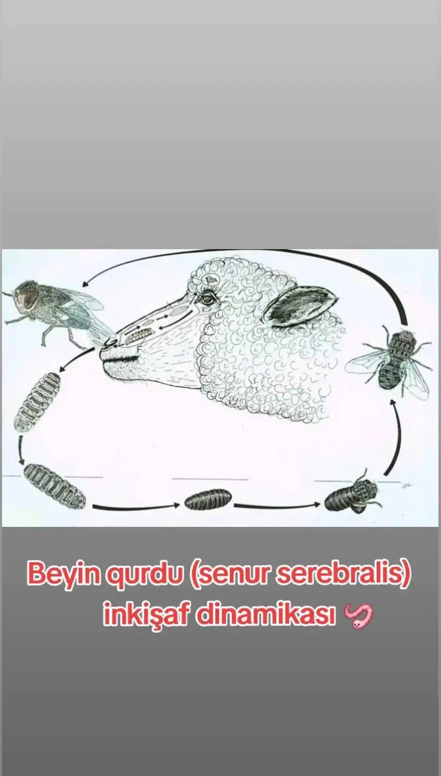 @Veterinar Dr.Firdovsi | Baytar