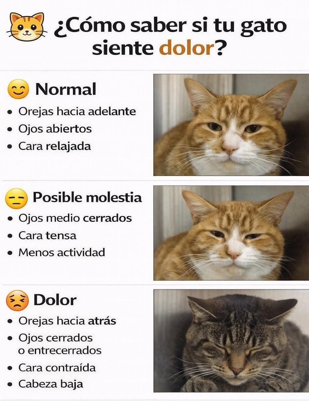 @❤️💛💜Nelo 2.0 🐈&zwj;⬛🐈🙀