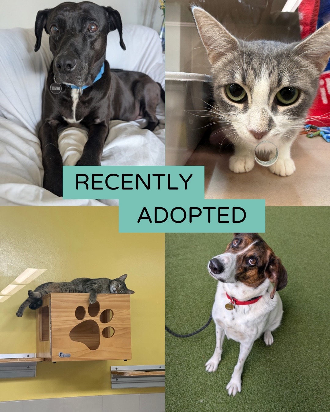 @Seattle Humane